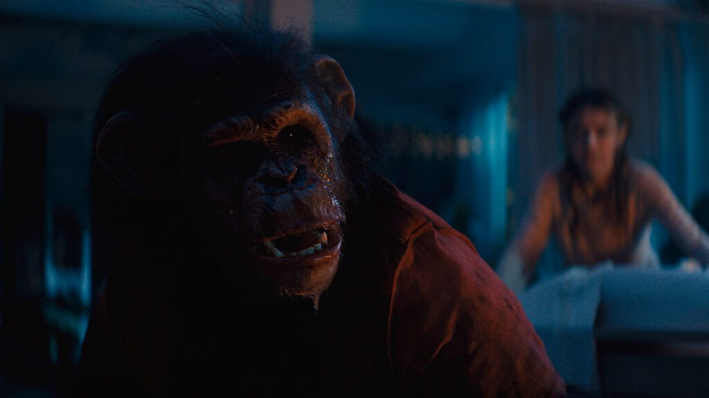 A close-up shot of Ben the rabid chimpanzee showing off his teeth with a menacing look in director Johannes Roberts' creature feature PRIMATE.